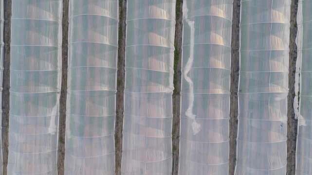 Greenhouse (Polytunnel) in Germany to produce strawberrys