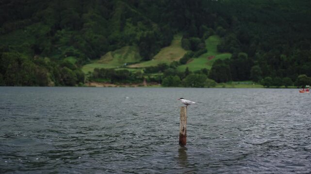 Cinematic Shot of a Common Tern Perched on a Wooden Post in the Middle of a Volcanic Lake, Azores