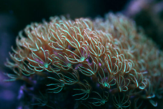 Green Star Polyps (Pachyclavularia violacea) on Coral Reef &ndash; Vibrant Green Soft Coral Texture Underwater