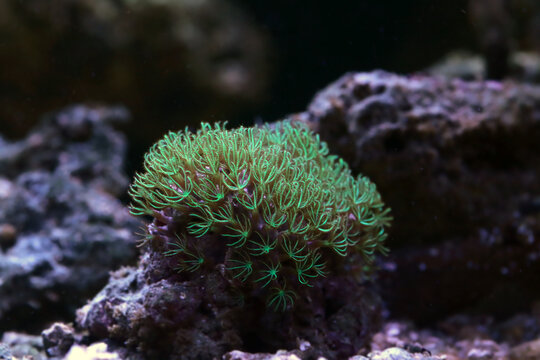 Green Star Polyps (Pachyclavularia violacea) on Coral Reef &ndash; Vibrant Green Soft Coral Texture Underwater
