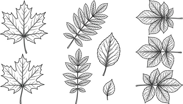 Black and white hand drawn outline leaf collection featuring maple rowan and decorative botanical leaves vector illustration set