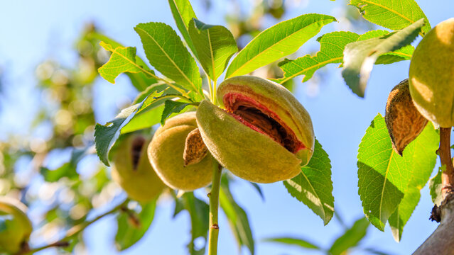 Ripening almond fruit on a tree branch with a split green hull exposing the shell, growing under bright summer sunlight