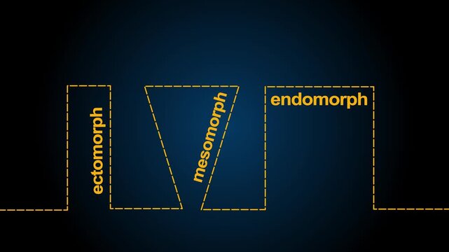 Body types icons set. Ectomorph, mesomorph and endomorph. Continuous one line drawing.4K motion graphics video