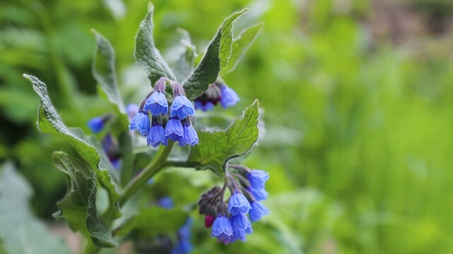 Comfrey plant displaying clusters of blue bell shaped flowers and fuzzy green leaves, symbolizing natural growth, traditional herbal remedies, and the spring season