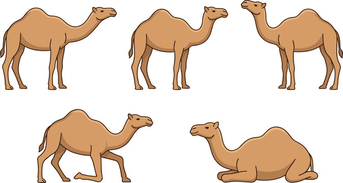 Cartoon camel collection with various poses standing walking and sitting single hump desert animal vector illustration set