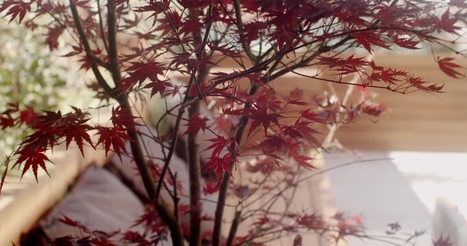 Red maple leaves sway gently, creating a tranquil atmosphere. Wooden furniture adds warmth and comfort to the space. Perfect for projects related to relaxation, nature, or home decor.