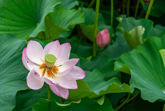 米沢市 上杉神社の「蓮子の堀」に咲く蓮の花、ピンク色の花弁と中央の果托が美しい夏の風景/Exquisite Lotus Flower in Full Bloom with Pink Petals at Uesugi Shrine's Moat