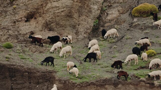A flock of sheep and goats graze on a rocky hillside in Morocco. The animals are a mix of black, white, and brown, and they move slowly across the terrain. This serene scene captures
