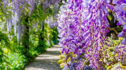 Obraz premium Wisteria blooms cover a pathway in a garden with vibrant purple flowers and lush green foliage during springtime