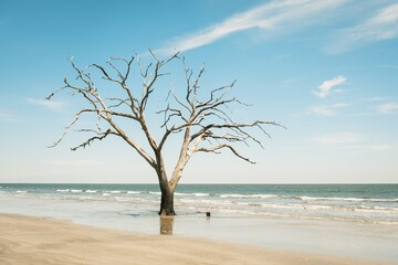 Tree standing in the Atlantic Ocean at Driftwood Beach, Botany Bay Preserve, Edisto Island, South Carolina © jonbilous