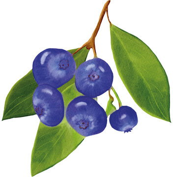 blueberries made in Procreate in Watercolour technique. PNG file. 300 DPI