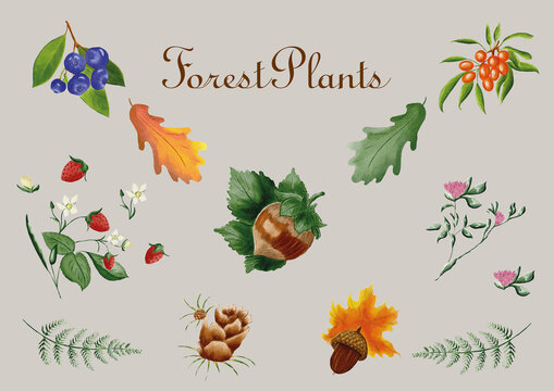 set of autumn leaves and berries made in Procreate in Watercolour technique. JPEG file. 300 DPI