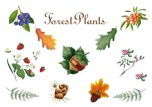 set of autumn leaves and berries made in Procreate in Watercolour technique. PNG file. 300 DPI