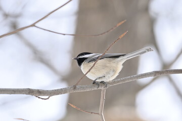 great tit on branch © Violaine