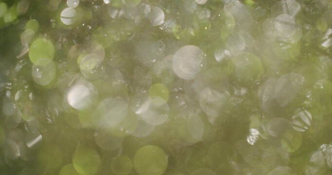Abstract bokeh background of green leaves withering and turning brown as the season changes from summer to autumn, representing the cycle of life, growth, and decay over time