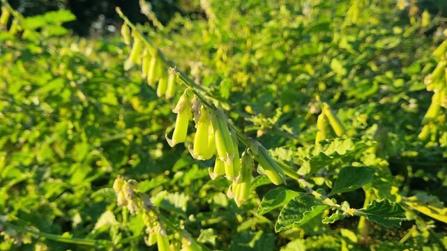 ​Crotalaria plant with yellow flowers and green pods in warm evening sunlight.