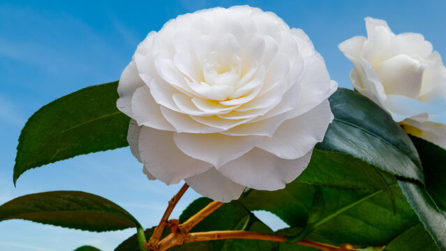 Camellia flower blooms in a garden under a clear blue sky during springtime in the afternoon