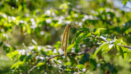 Fototapeta premium Bright green leaves and catkins on a branch under sunlight in a garden scene during springtime