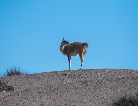 A guanaco in southern Peru