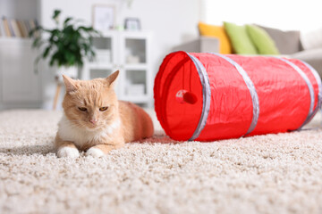 Fototapeta premium Cute cat resting on carpet and toy tunnel at home
