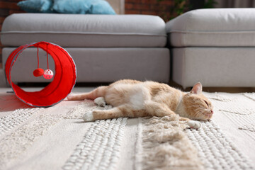 Fototapeta premium Cute cat resting on carpet and toy tunnel at home