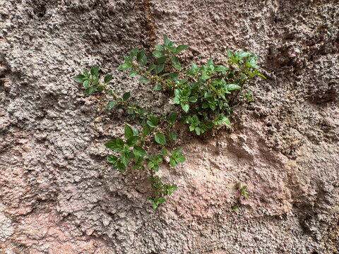 Detailed view of Parietaria judaica (Pellitory-of-the-wall,  spreading pellitory) growing naturally on a stone wall. Representing urban flora, resilience, and wild medicinal plants.