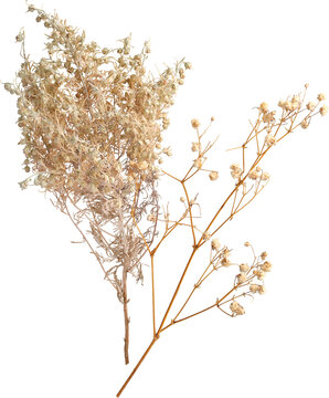 Dried plant stems and baby's breath isolated on transparent background