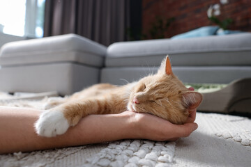 Naklejka premium Woman petting her cute cat at home, closeup