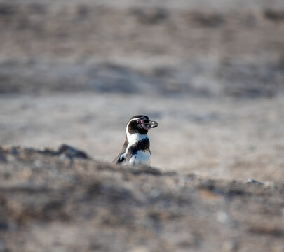 Up close with the endangered Humboldt penguin