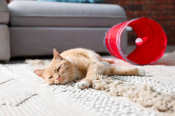 Fototapeta premium Cute cat resting on carpet and toy tunnel at home