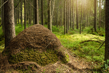 Obraz premium Giant anthill by a tree trunk in pine forest. Red wood ants (Formica rufa) have built a home in the forest from pine needles.
