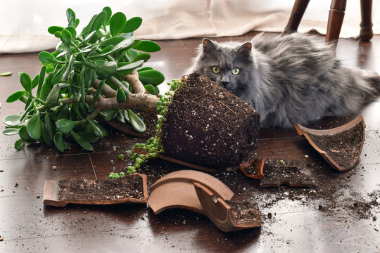 Cute scared cat sitting beside broken terracotta plant pot with spilled soil and fallen jade plant on home floor. Funny pet behavior concept showing guilt, mess, accident, or curiosity