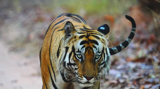 Close-up tiger reveals intricate striped pattern rippling across powerful shoulder blades&mdash;nature's perfect predator design.