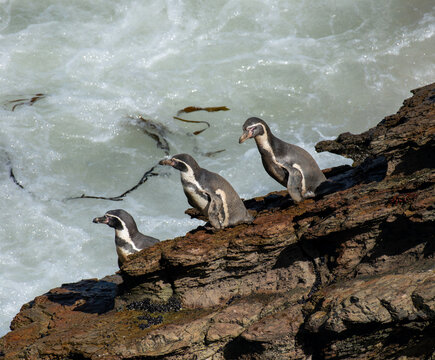 Humboldt penguins making their way to the water in Peru