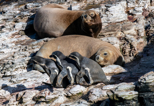 Don't wake the lion! Three Humboldt penguins try to squeeze past a sea lion.