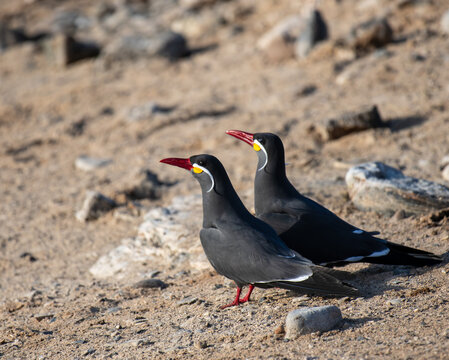 An &icirc;ncă tern couple looks out to sea in Peru