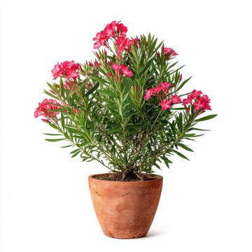 Vibrant Pink Oleander Bush With Lush Green Foliage In A Terracotta Pot Isolated On White