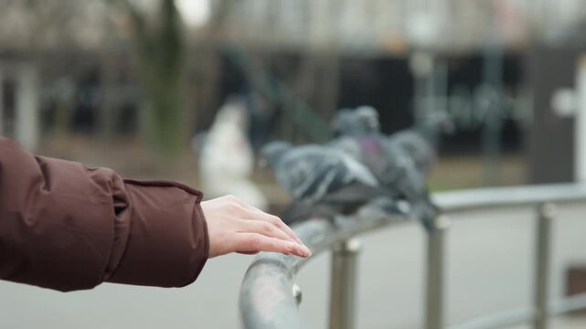 White womans hand near pigeons on railing, multiple birds perched along metal rail, shallow depth of field in urban park, gray feathers and subtle motion as birds shift, quiet everyday wildlife moment