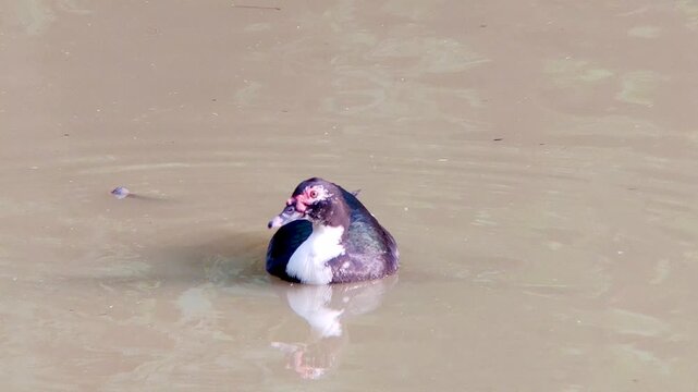 Close up of a single muscovy duck floating calmly on the water surface in a pond with natural soft lighting
