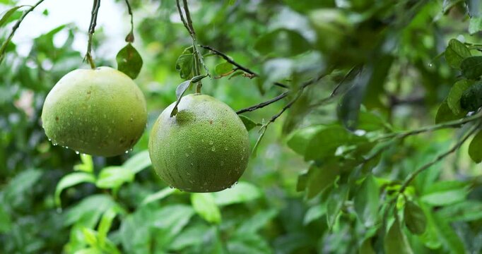 Fresh pomelo fruits hanging on tree in the rain, water droplets on green skin and leaves, lush natural atmosphere, ideal for agriculture, organic, and rainy season themes