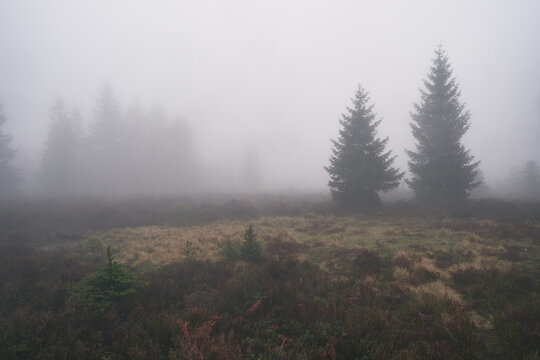 Misty clearing with spruce trees in Brdy