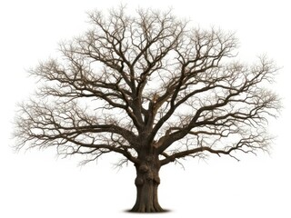 Obraz premium Large bare tree standing on clean ground