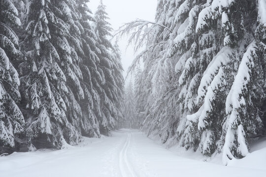 Snowy forest trail in the Lusatian Mountains