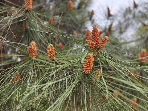 Close-up of Pinus pinaster (Maritime Pine) branches with fresh male pollen cones and long green needles. A high-quality botanical image representing spring growth in coniferous forests.