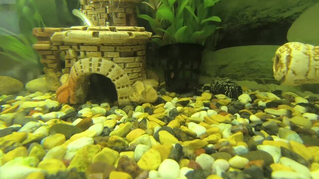 Colorful fish swim in a bright aquarium with lush green plants	
