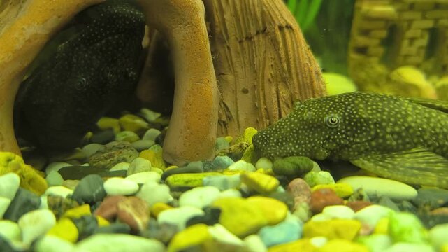 Colorful fish swim in a bright aquarium with lush green plants	
