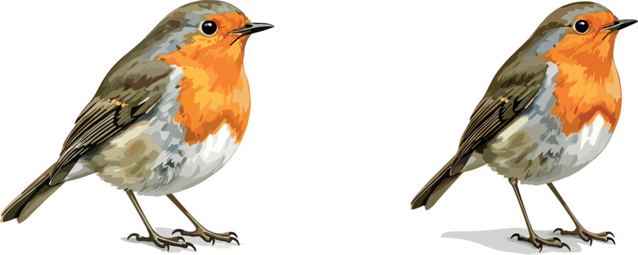 Illustration of a Robin Bird in Realistic Style with Detailed Feathers and Orange Chest for Wildlife and Animal Designs