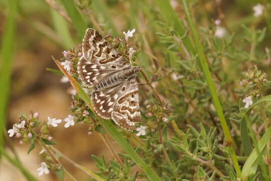 A Mother shipton moth, Callistege mi, of which the forewing markings appear to show an old lady or witch's head.