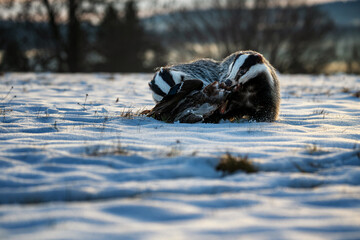 Two European badgers fighting over prey in a snowy field. Dramatic wildlife photography showing animal behavior and competition in winter landscape during golden hour. © Rudolf