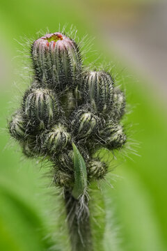 Vibrant Orange Hawkweed Bloom: A Close-Up of Nature's Beauty and Detail in a Verdant, Serene Outdoor Landscape